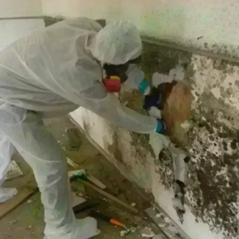 Mold Remediation and Removal in Sayreville, NJ